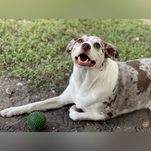 ⭐️LIVE SHOW LISTING⭐️ - Picture 10 of 10